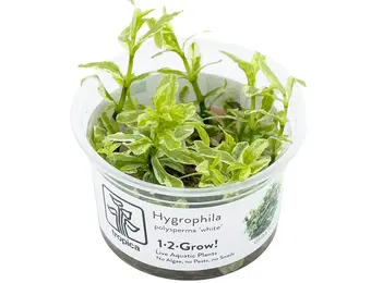 Tropica Hygrphila polysperma 'white' 1-2-grow! (medium)
