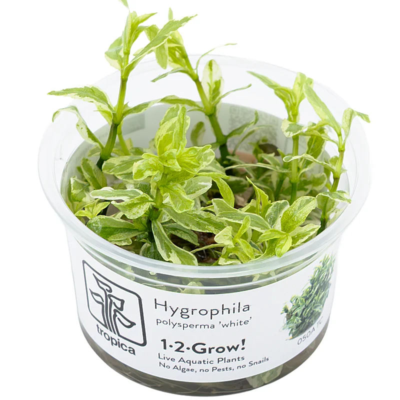 Tropica Hygrophila polysperma 'white' 1-2-grow! (medium)