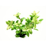 Tropica Hygrphila polysperma 'white' 1-2-grow! (medium)