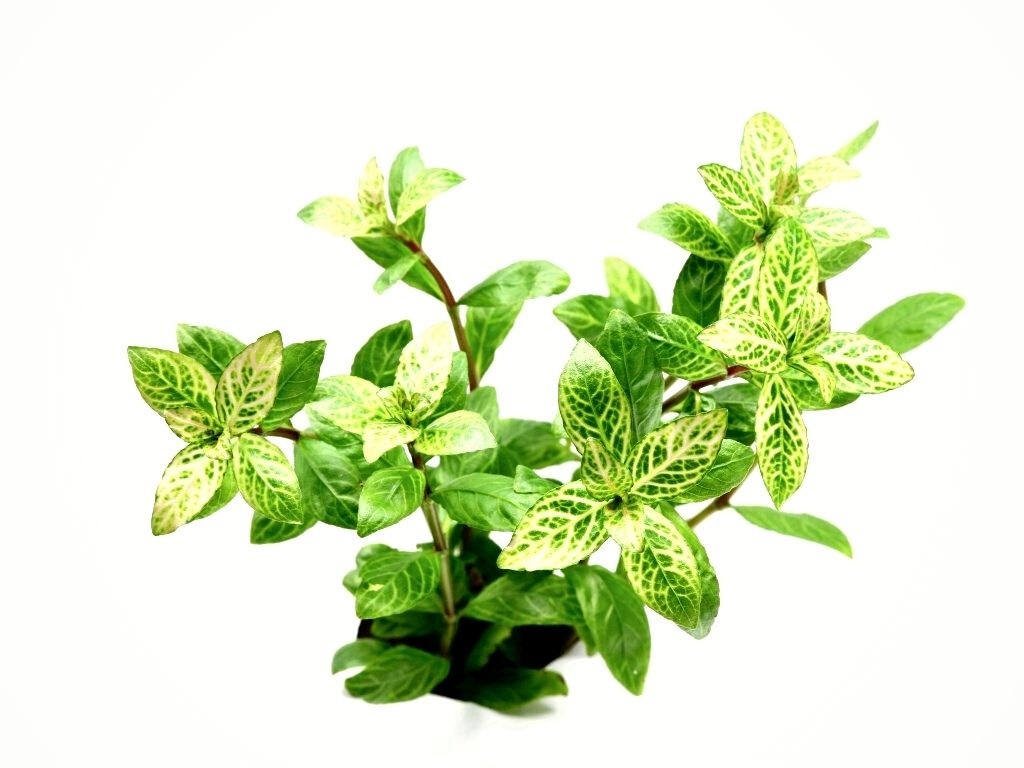 Tropica Hygrophila polysperma 'white' 1-2-grow! (medium)