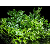 Tropica Bolbitis Heteroclita Difformis
