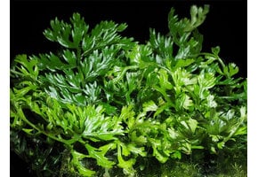 Tropica Bolbitis Heteroclita Difformis
