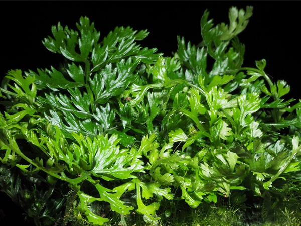 Tropica Bolbitis Heteroclita Difformis
