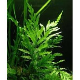 Tropica Bolbitis Heteroclita Difformis