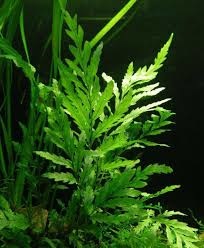 Tropica Bolbitis Heteroclita Difformis