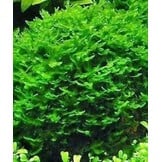 Tropica Solenostoma tetragonum - Pearl moss - 1-2-grow!