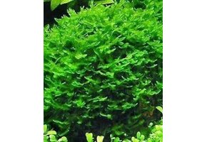 Tropica Solenostoma tetragonum - Pearl moss - 1-2-grow!
