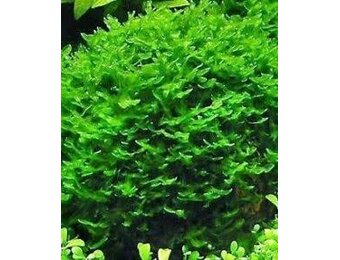 Tropica Solenostoma tetragonum - Pearl moss - 1-2-grow!