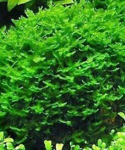 Tropica Solenostoma tetragonum - Pearl moss - 1-2-grow!