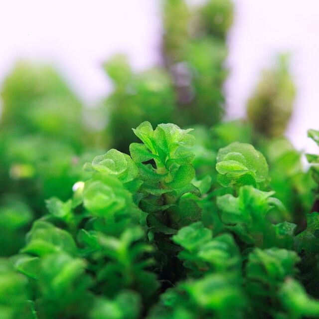 Tropica Solenostoma tetragonum - Pearl moss - 1-2-grow!