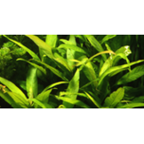 Hygrophila corymbosa 'Stricta' - pot