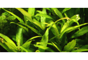 Hygrophila corymbosa 'Stricta' - pot