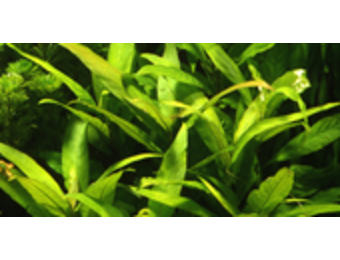 Hygrophila corymbosa 'Stricta' - pot