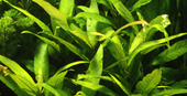 Hygrophila corymbosa 'Stricta' - pot