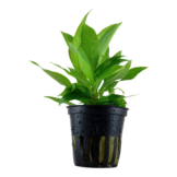 Hygrophila corymbosa 'Stricta' - pot