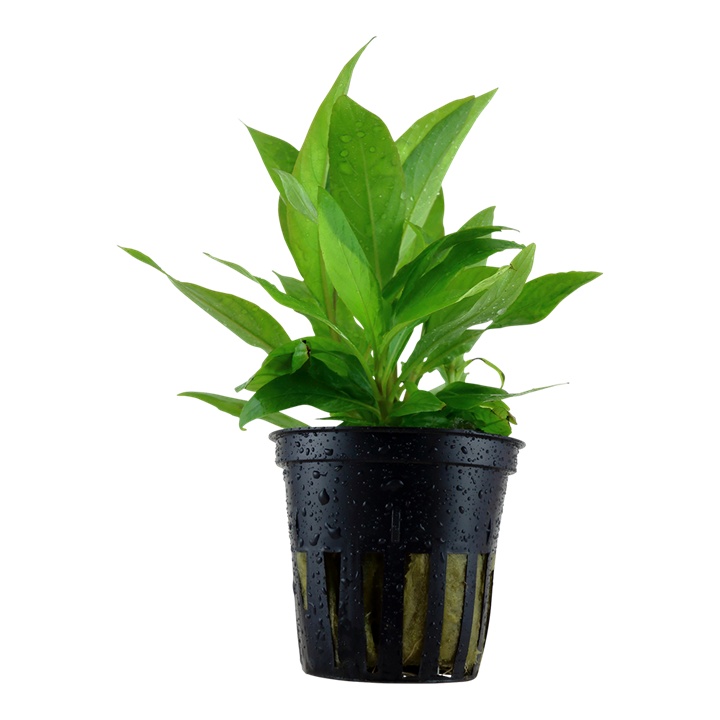 Hygrophila corymbosa 'Stricta' - pot