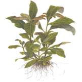 Hygrophila corymbosa 'Stricta' - pot