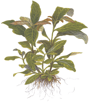 Hygrophila corymbosa 'Stricta' - pot