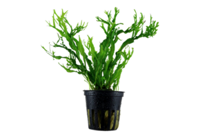 Microsorum pteropus 'Windelov' -In vitro