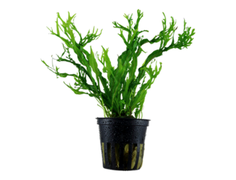 Microsorum pteropus 'Windelov' -In vitro