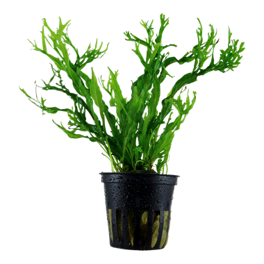 Microsorum pteropus 'Windelov' -In vitro