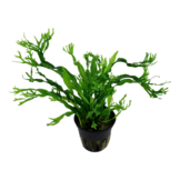 Microsorum pteropus 'Windelov' -In vitro