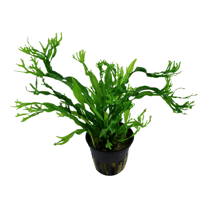 Microsorum pteropus 'Windelov' -In vitro