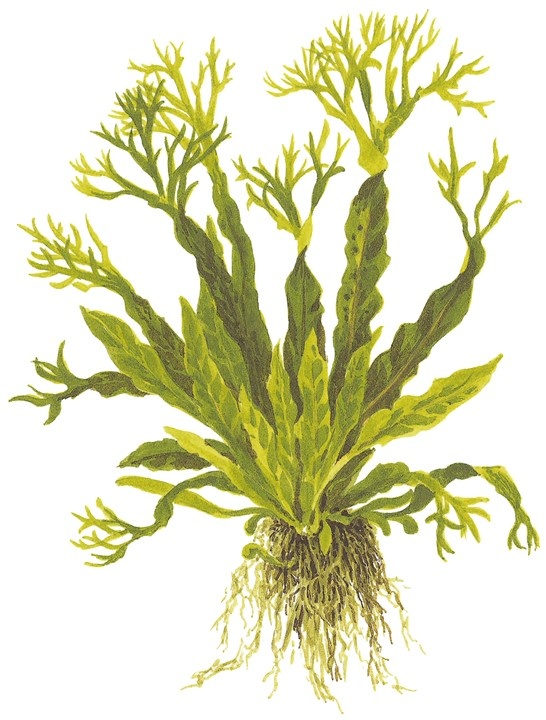 Microsorum pteropus 'Windelov' -In vitro