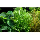 Microsorum pteropus 'Windelov' -In vitro