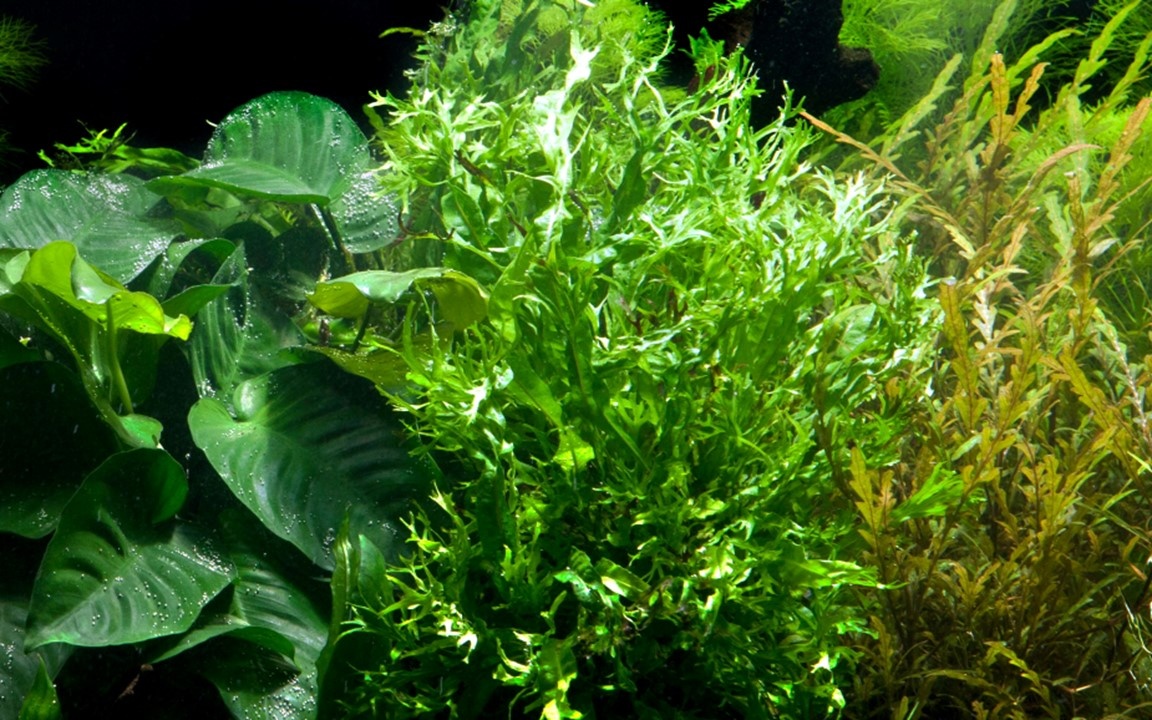 Microsorum pteropus 'Windelov' -In vitro