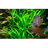 Tropica Microsorum pteropus 'Narrow' (easy) - In vitro