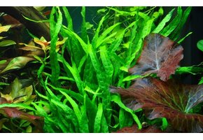 Tropica Microsorum pteropus 'Narrow' (easy) - In vitro
