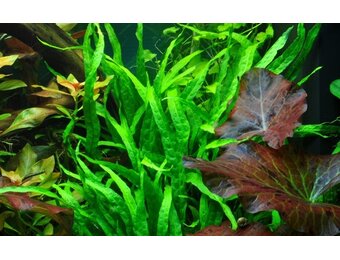 Tropica Microsorum pteropus 'Narrow' (easy) - In vitro