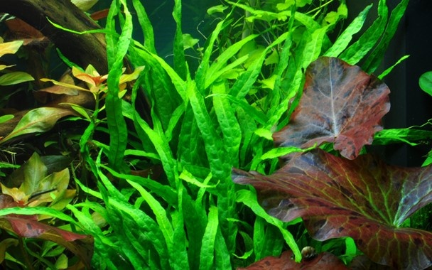 Tropica Microsorum pteropus 'Narrow' (easy) - In vitro