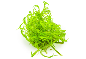 Tropica Najan Guppy Grass - 1-2-grow!
