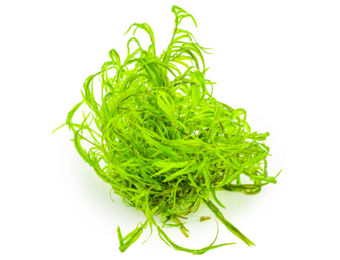 Tropica Najan Guppy Grass - 1-2-grow!