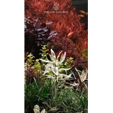 Tropica Hygrophila polysperma 'white' 1-2-grow! (medium)