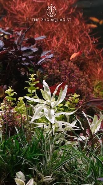 Tropica Hygrophila polysperma 'white' 1-2-grow! (medium)