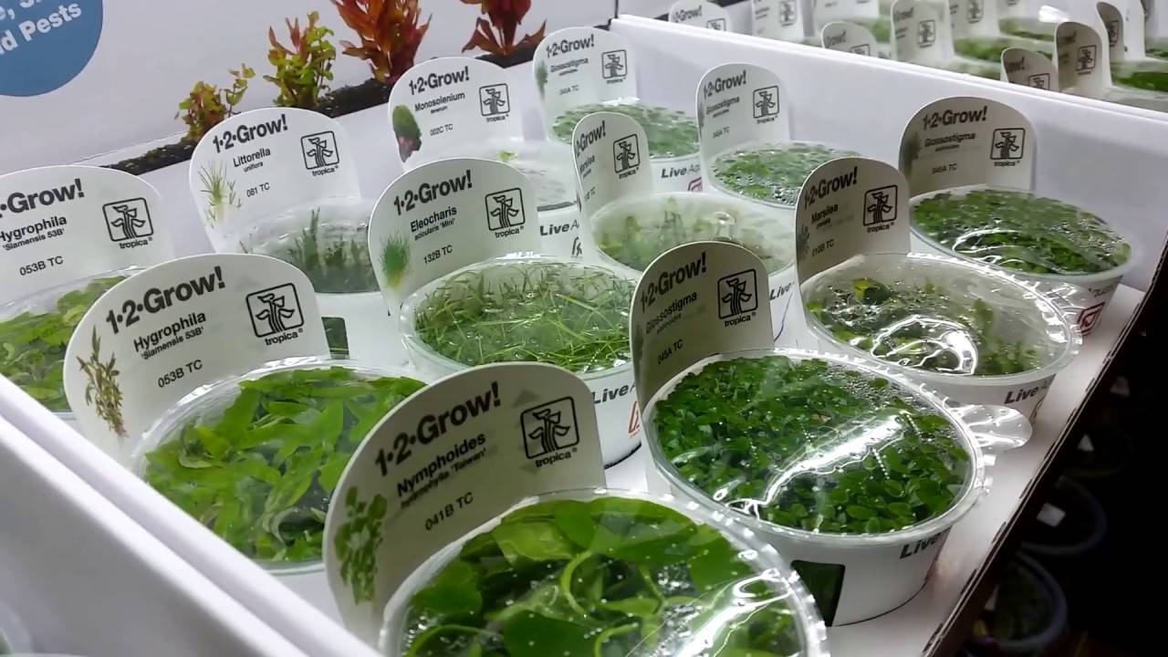 Bekijk onze samengestelde plantenpakketten