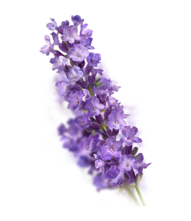 Kneipp Relaxing Favourites Geschenkset - Douche & Body Oil - Lavendel