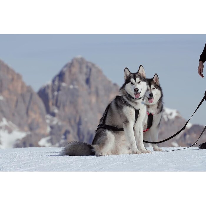 X-Back Hundegeschirr für Zughundesport - Jetzt bis zu 35% günstiger!