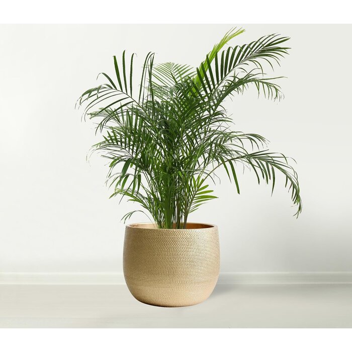 Keramik Pflanztopf Barcelona Gold 25 cm - Jetzt bis zu 58,3 % Rabatt