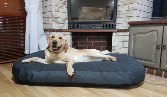XXL Hondenbed - hondenkussen hondensofa kattenbed hondenkorf - waterdicht 130 X 80 cm