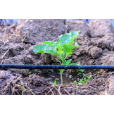 Druppelslang - compleet irrigatiesysteem - 50 m