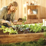 Moestuinbak 200x150x18cm - naaldhout - 3 groentezaden - gratis