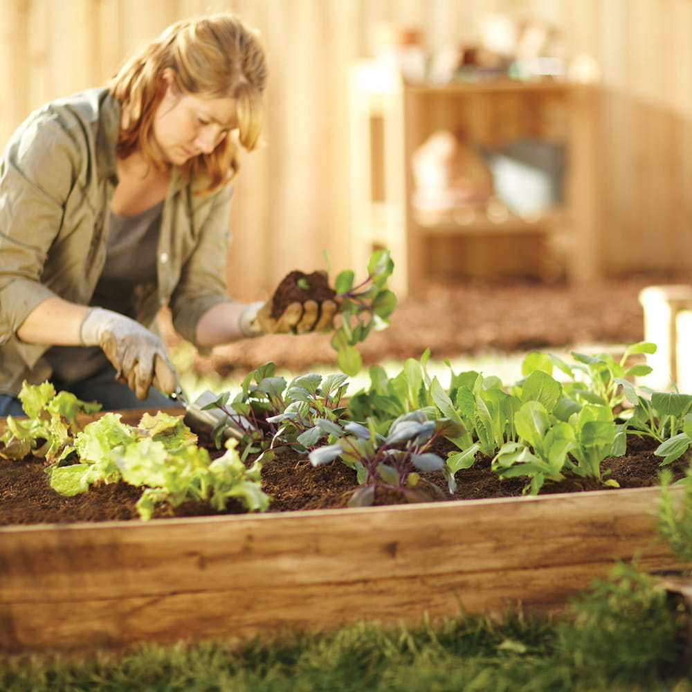 Moestuinbak 200x150x18cm - naaldhout - 3 groentezaden - gratis