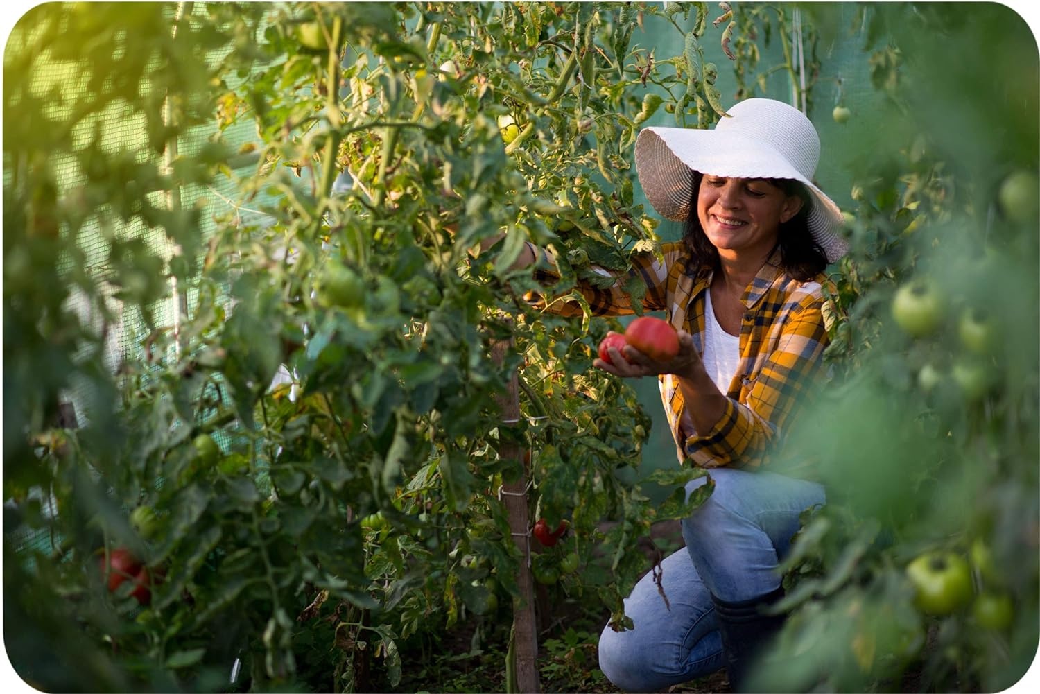 Tuinkas groen 2,5x4 m groen - 10m2 kweekkas van PE-folie