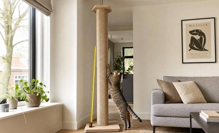 Kattenkrabpaal kiezen: hoogte, stabiliteit en de juiste plek in huis