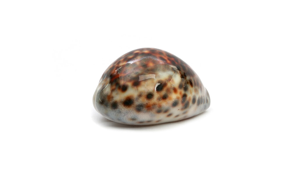 The Cowrie Shell - Brown