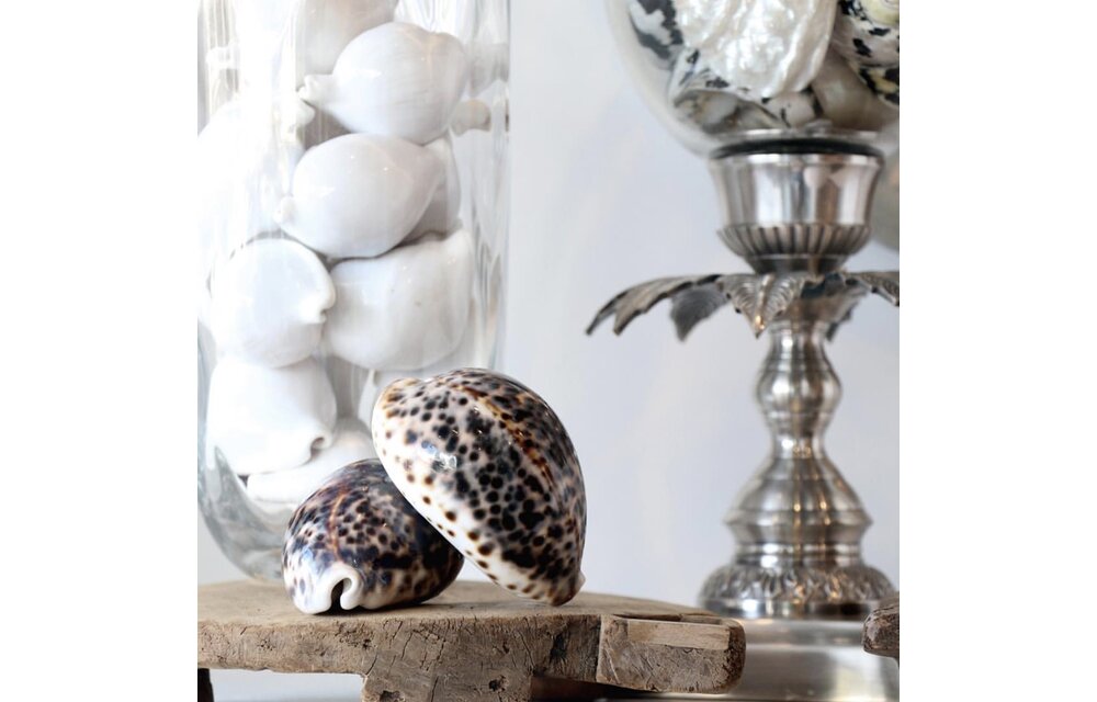 The Cowrie Shell - Brown